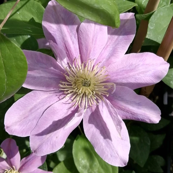 rózsaszínvirág--iszalag-kúszó-Clematis-Pink_Beauty