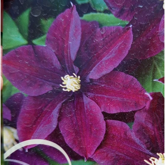 bordó korai virágzású klematisz kúszónövény Clematis Warsaw Nike