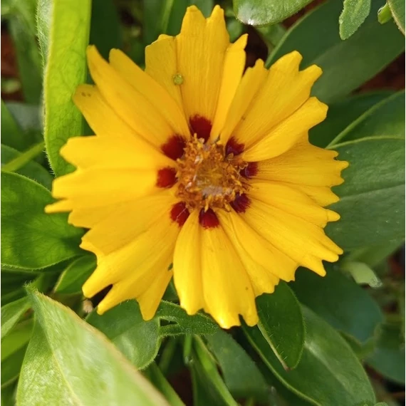 menyecskeszem évelő Coreopsis lanceolata Walter