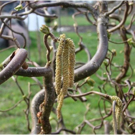 csavart vesszejű díszmogyoró cserje Corylus avellana Contorta