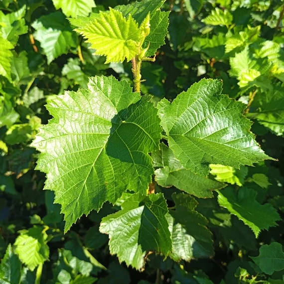 törökmogyoró fa Corylus colurna