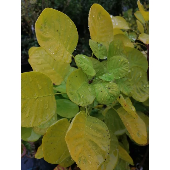 Cotinus coggygria Golden Spirit (Sárga levelű cserszömörce)