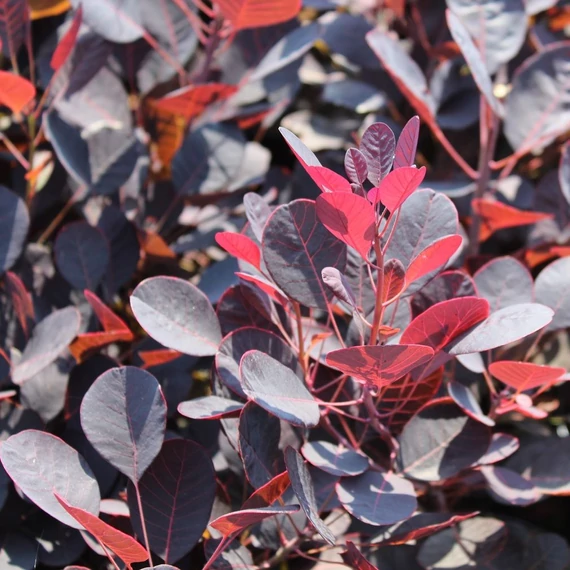 Cotinus coggygria Lilla (Bordólevelű cserszömörce)
