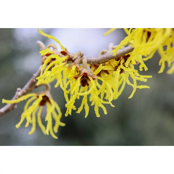 legkorábbi tavaszi sárga virágú cserje varázsmogyoró Hamamelis virginiana