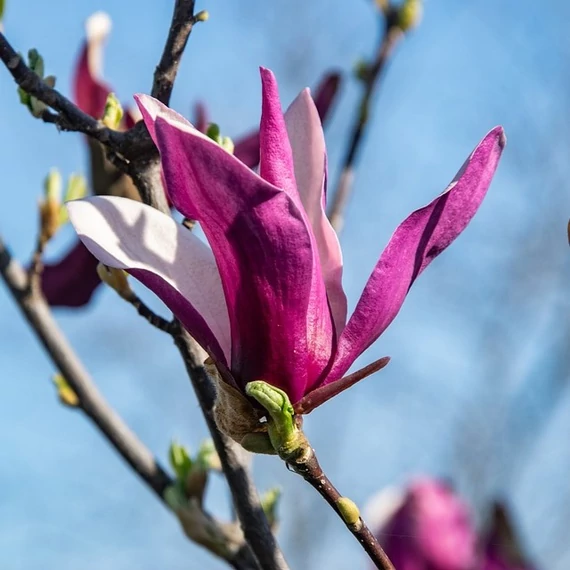 kora tavaszi rózsaszín virágú magnólia Magnolia x liliflora Betty