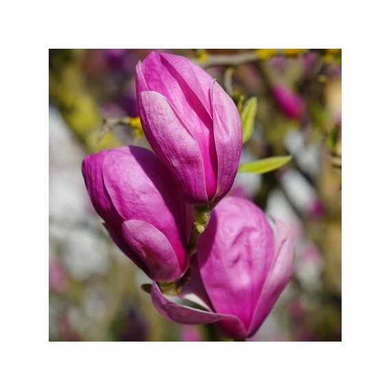 kora tavaszi rózsaszín virágú magnólia Magnolia Susan