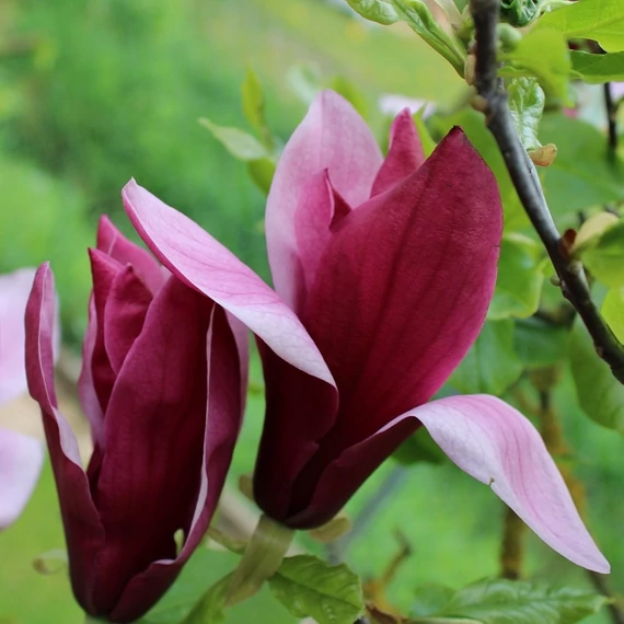 kora tavaszi bordó virágú magnólia Magnolia x liliiflora Nigra