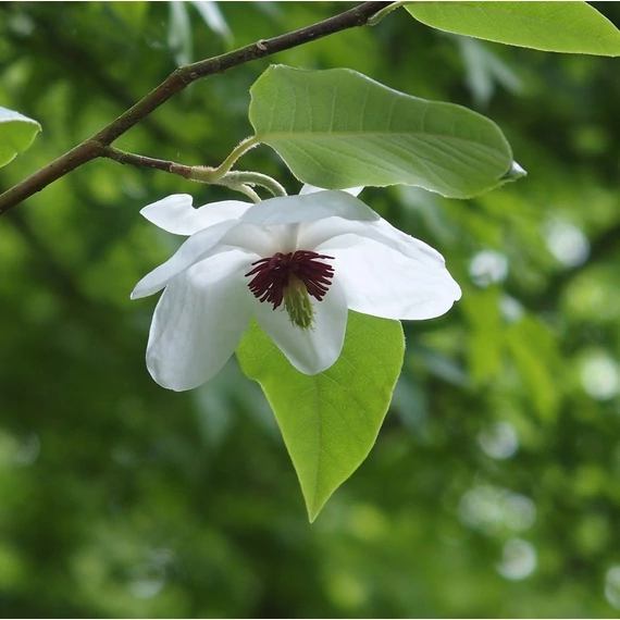 nyári fehér virágú magnólia Magnolia sieboldiana