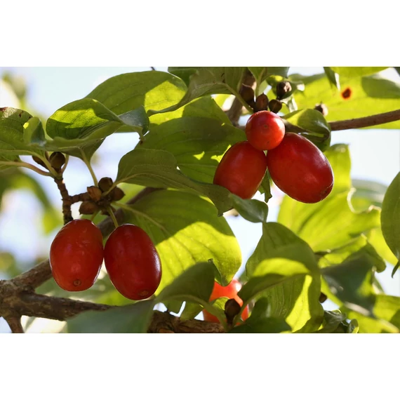 húsos som bogyós gyümölcs Cornus mas Joliko