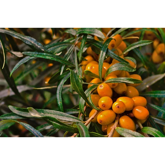 termős homoktövis bogyós gyümölcs Hippophae rhamnoides Leikora