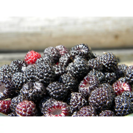 fekete málna gyümölcs Ribes idaeus Glen Coe