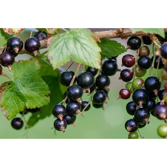 feketer ribizli Ribes nigrum 