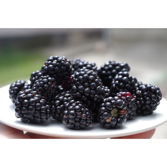 szeder bogyós gyümölcs Rubus fruticosus