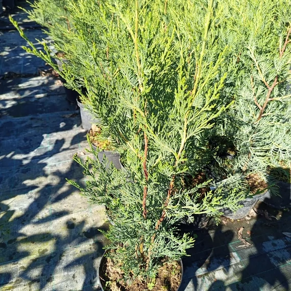 oszlopos leyland ciprus Cupressocyparis x leylandii Green Rocket