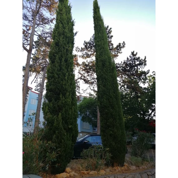 oszlopos ciprus Cupressus sempervirens Stricta