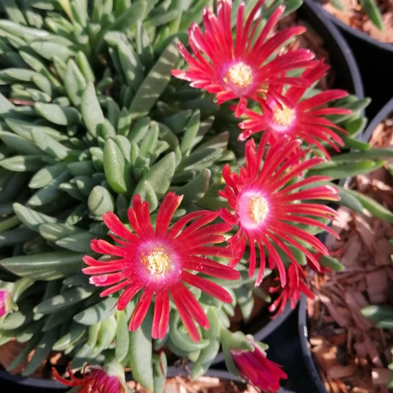 vörösvirágú délvirág Delosperma Sundella Flame