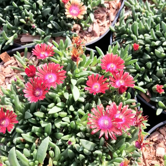 téglapiros délvirág Delosperma Sundella Neon