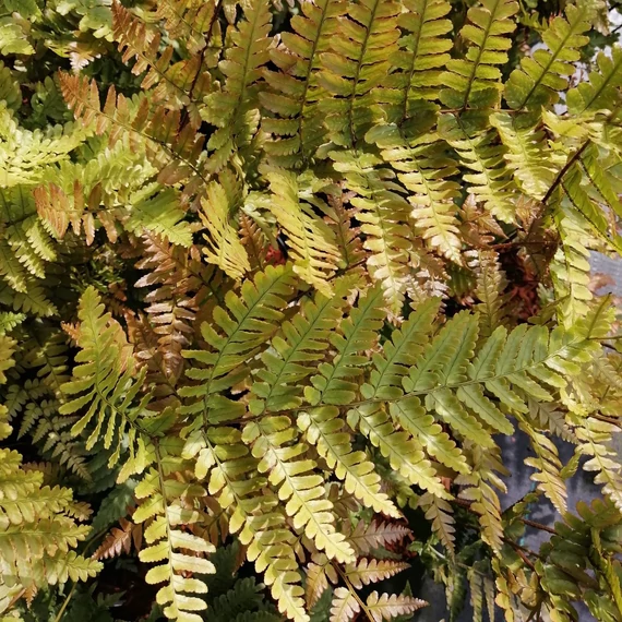 árnyéki évelő japán ernyőpáfrány Dryopteris erythrosora