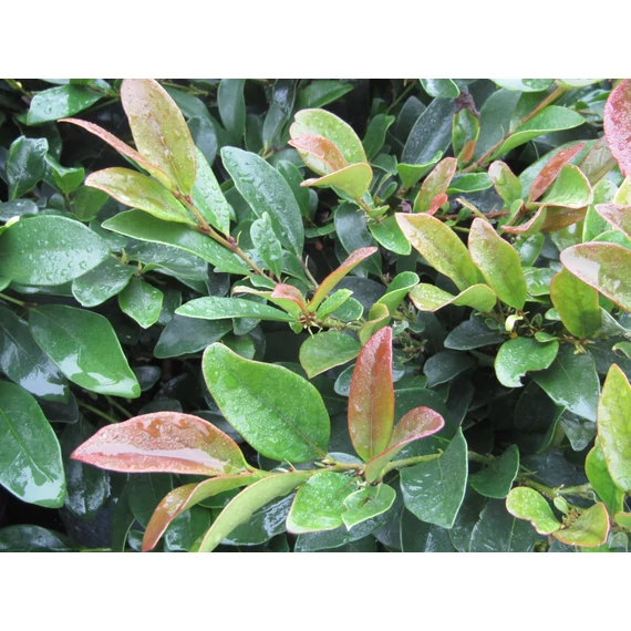 Distylium Coppertone (Örökzöld varázsmogyoró)
