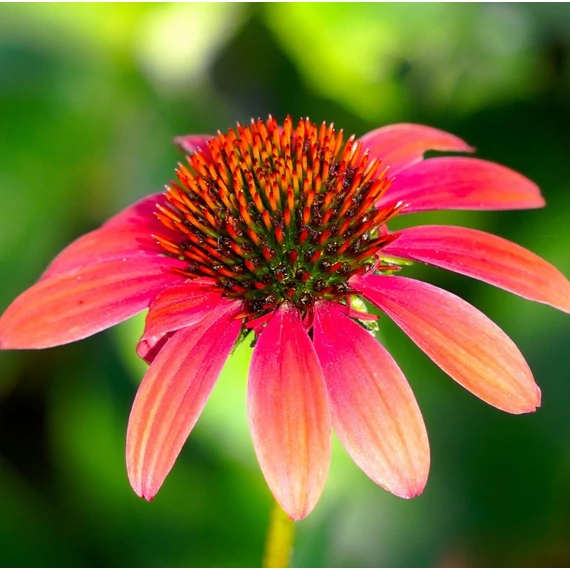 kasvirág Echinacea Rainbow Marcella