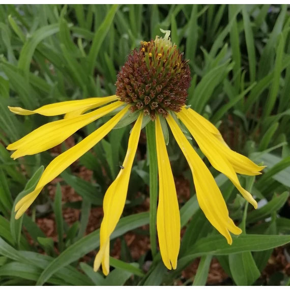 sárga kasvirág évelő Echinacea paradoxa