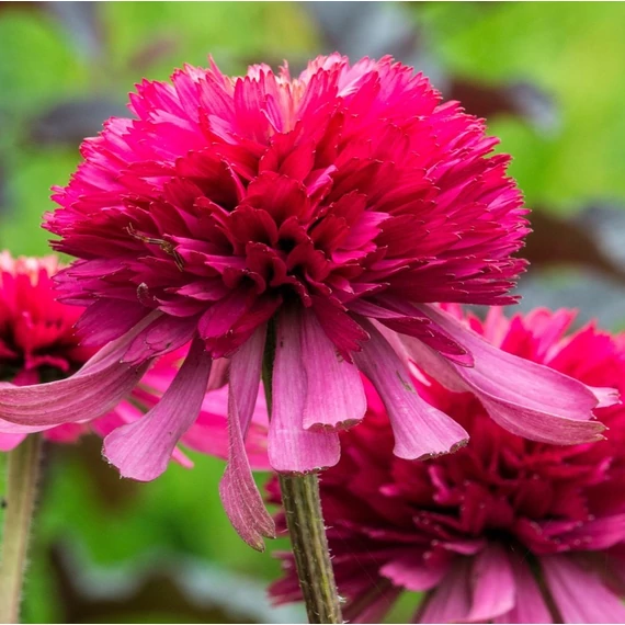 vörös teltvirágú kasvirág Echinacea purpurea Eccentric