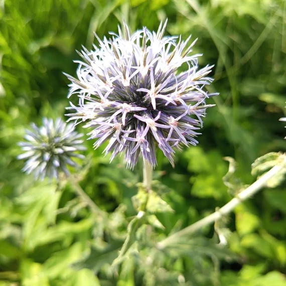 bánsági szamárkenyér Echinops bannaticus Blue Globe