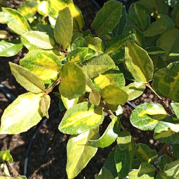 tarka levelű ezüstfa cserje Elaeagnus pungens Maculata