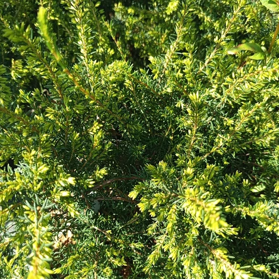 örökzöld hanga cserje Erica x darleyensis Darley Dale