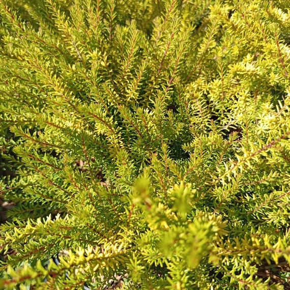 örökzöld hanga cserje Erica x darleyensis Helen