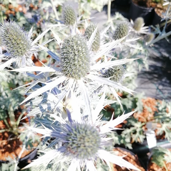 iringó évelő Eryngium zabelii Big Blue