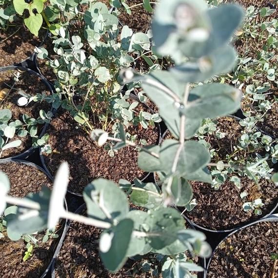 havasi eukaliptusz Eucalyptus gunnii