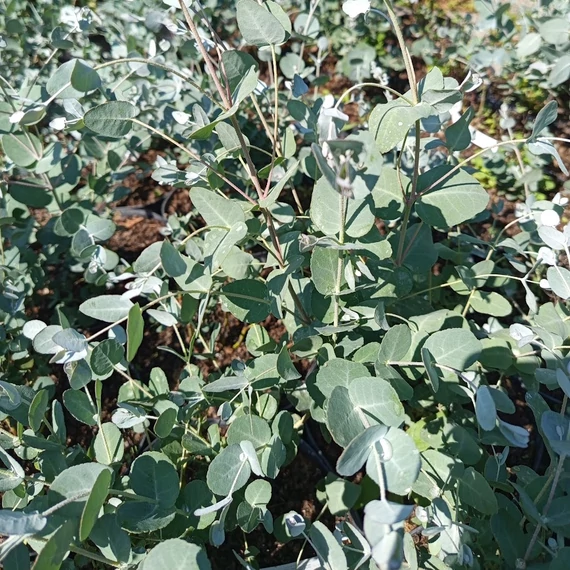 havasi eukaliptusz Eucalyptus gunnii