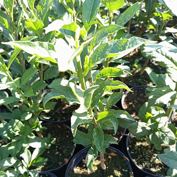 csíkos kecskerágó cserje Euonymus europaeus