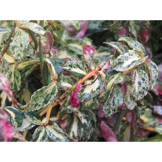 Euonymus fortunei Golden Harlequin (Sárgatarka levelű kúszó kecskerágó)