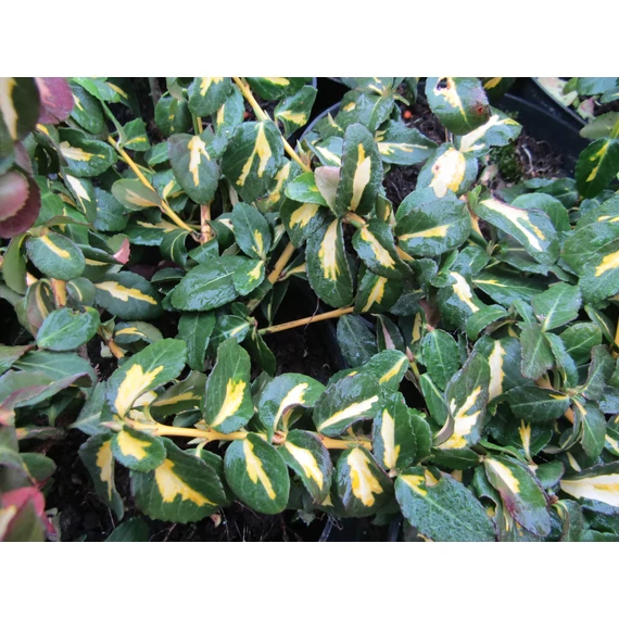 Euonymus fortunei Sunspot (Sárgatarka levelű kúszó kecskerágó)