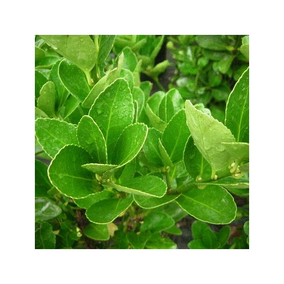 Euonymus japonicus (Japán kecskerágó)