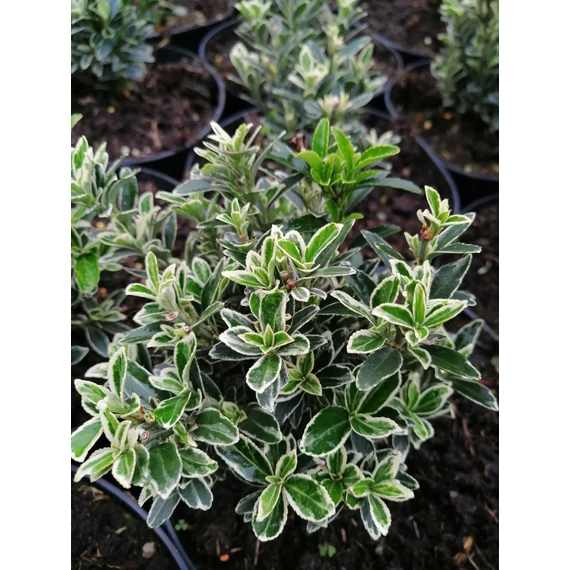 Euonymus microphyllus Albovariegatus (Fehértarka kislevelű kecskerágó)