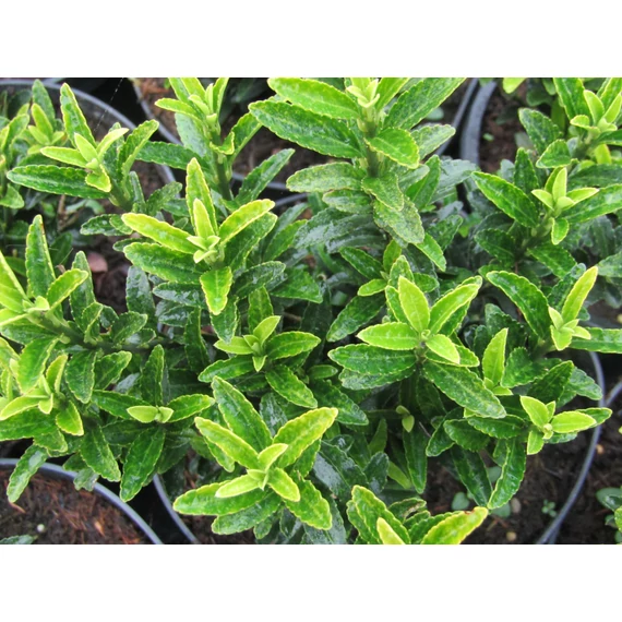 Euonymus microphyllus (Kislevelű kecskerágó) 