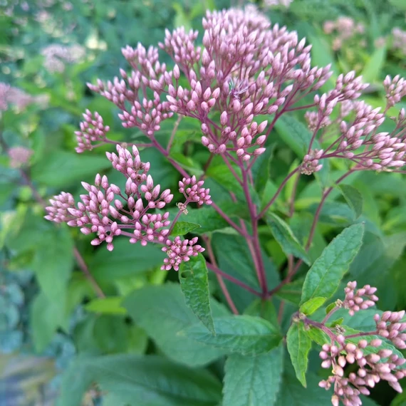 sédkender évelő Eupatorium Baby Joe