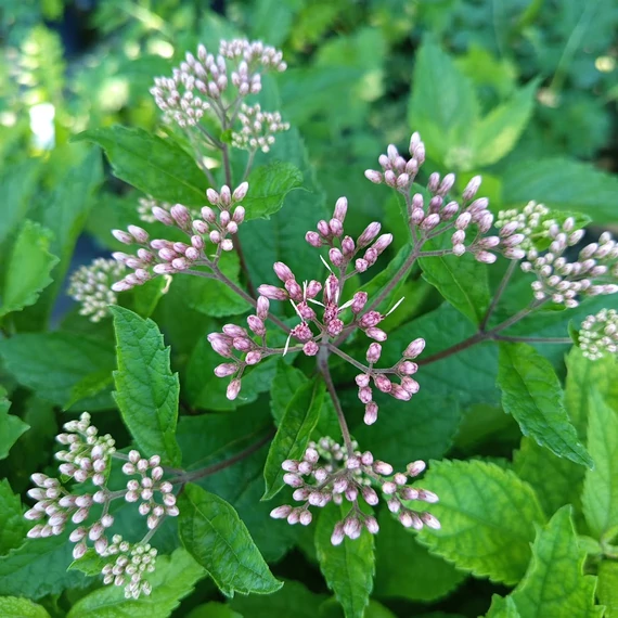 sédkender évelő Eupatorium maculatum Phantom