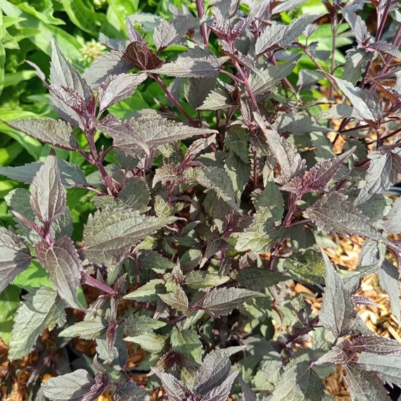 bordólevelű sédkender évelő Eupatorium rugosum Chocolate