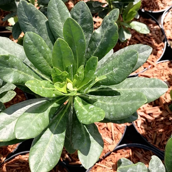 évelő kutyatej Euphorbia amygdaloides Robbiae