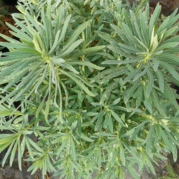 velencei kutyatej évelő Euphorbia characias wulfenii