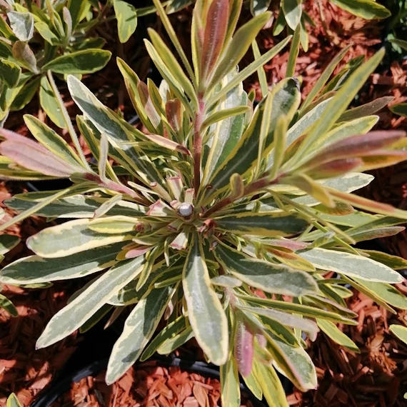 tarkalevelű kutyatej szárazságtűrő évelő Euphorbia x martinii Ascot Rainbow