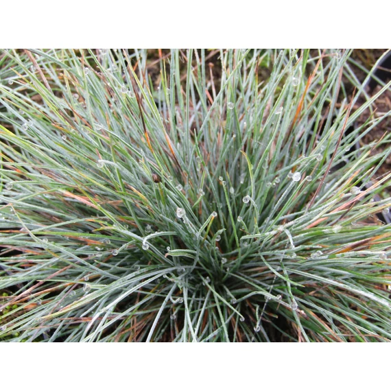Festuca glauca Azurit (Deres csenkesz)