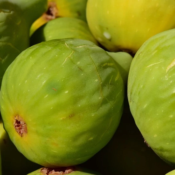 sárga dalmát füge Ficus carica Dalmatine