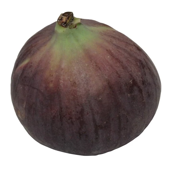 lilatermésű füge Ficus carica Violette Dauphine