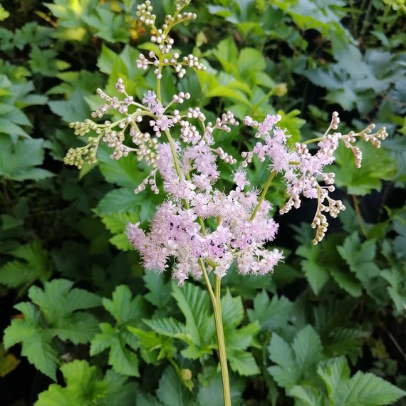 legyezőfű évelő Filipendula palmata Nana