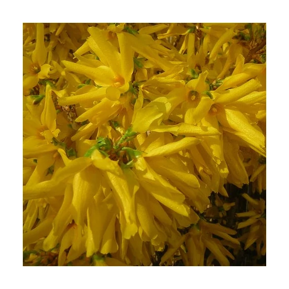 Forsythia x intermedia (Aranyvessző)